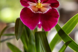 Medellin; Eventyr i den østlige del af landet, magiske landsbyer, orkideer og landskaber