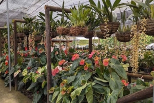 Medellin; Eventyr i den østlige del af landet, magiske landsbyer, orkideer og landskaber