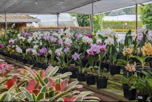 Medellin; Eventyr i den østlige del af landet, magiske landsbyer, orkideer og landskaber