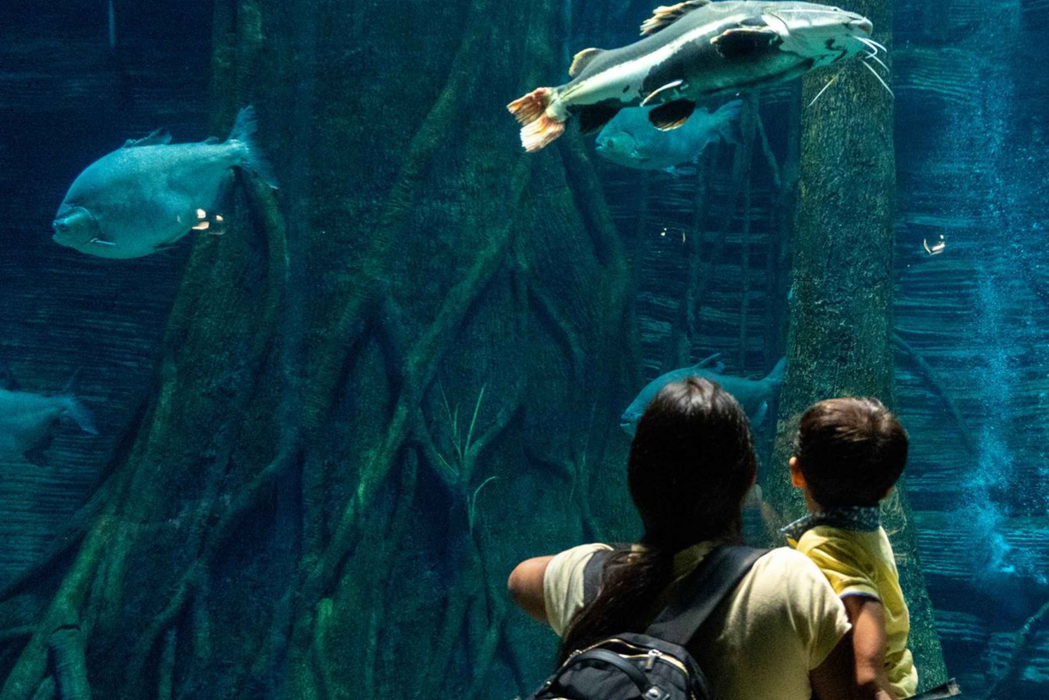 Medellín: Toegang tot Parque Explora