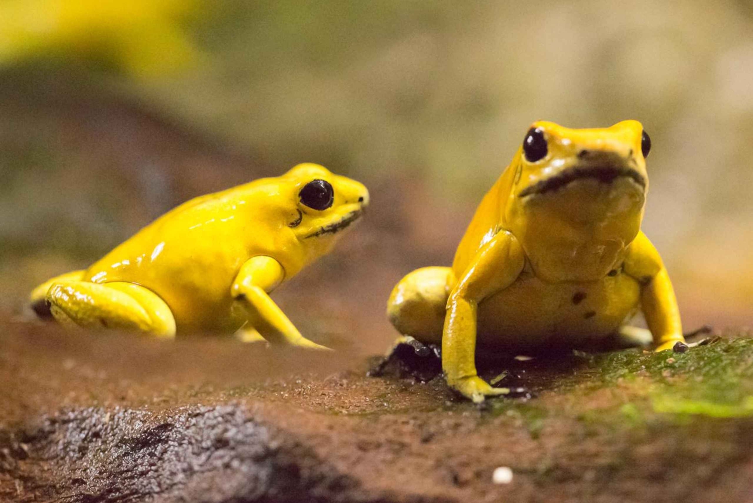 Medellín: Toegang tot Parque Explora