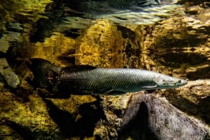 Medellín: Toegang tot Parque Explora
