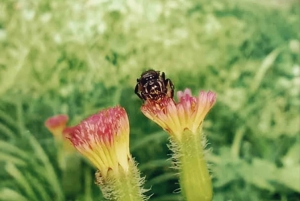 Medellín: Retki Arvíin ja Finca de Floresiin – kävely, välipala ja lounas