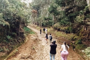 Medellín: Retki Arvíin ja Finca de Floresiin – kävely, välipala ja lounas