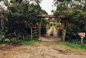 Medellín: Retki Arvíin ja Finca de Floresiin – kävely, välipala ja lounas