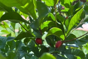 Medellin: Fruit Tour with tastings, nature and animals.