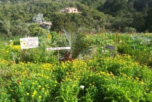 Medellín: Flower Farm & Silletero History Tour