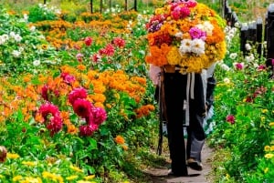 Medellín: tour della fattoria dei fiori e della storia di Silletero