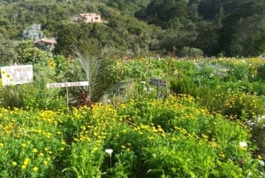 Medellín: tour della fattoria dei fiori e della storia di Silletero