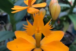 Medellín: tour della fattoria dei fiori e della storia di Silletero