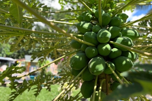 Medellin: Fruit Tour with tastings, nature and animals.