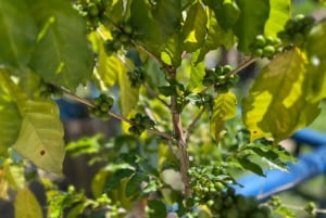 Medellin: Fruit Tour with tastings, nature and animals.