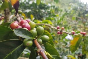 Medellín: Guatape, Finca Cafetera El Peñol Tour Privado y Frutas