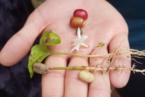 Medellin: Guatape, El Peñol kaffefarm, privat omvisning og frukt