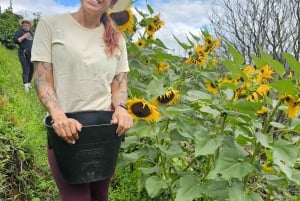 Medellin: Guatape, El Peñol kaffefarm, privat omvisning og frukt