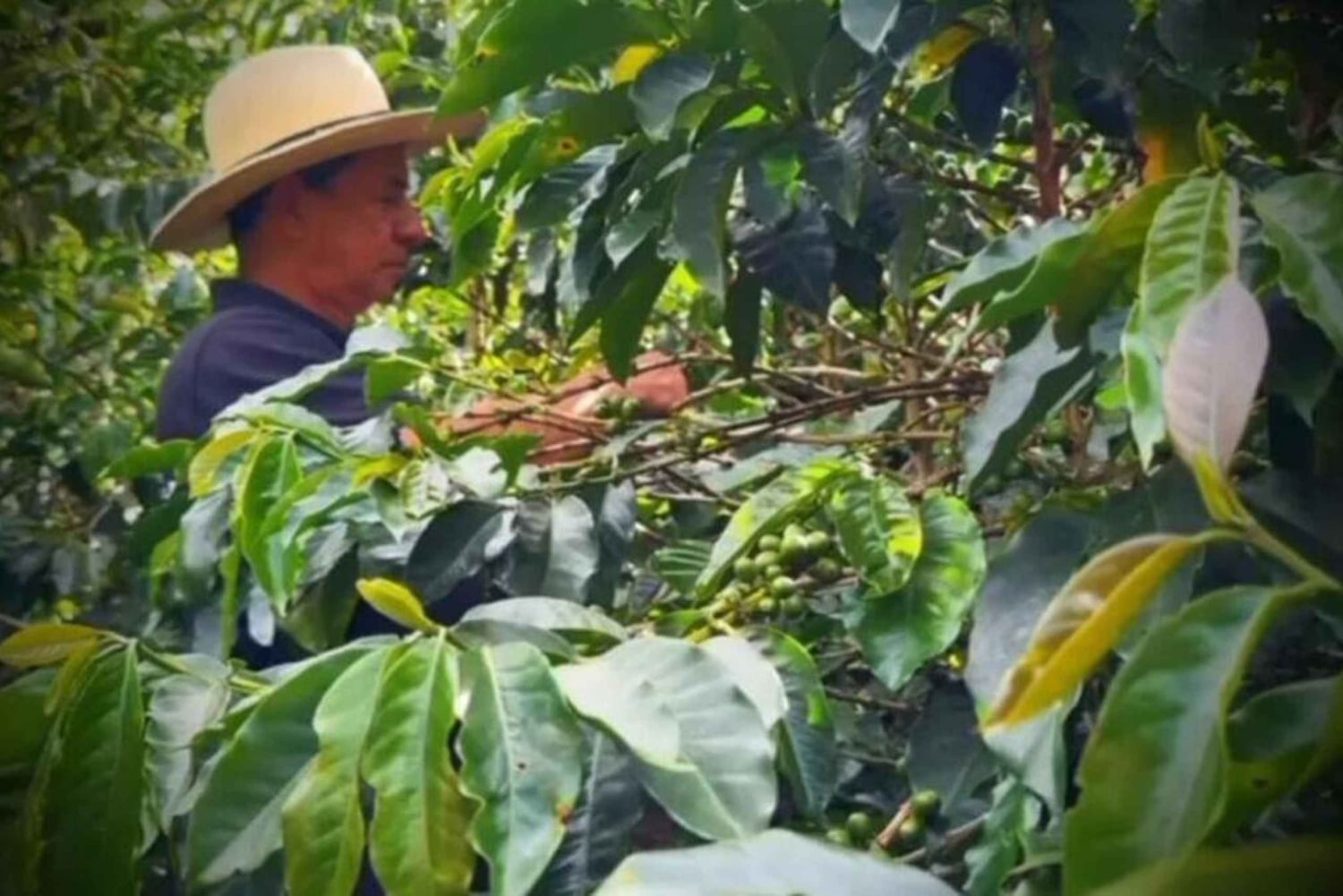 メデジン：グアタペ＆コーヒーのルートをご案内します