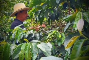 メデジン：グアタペ＆コーヒーのルートをご案内します