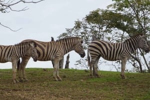 Medellín: Nápolesin Hacienda-safaripassi