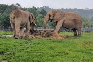 Medellín: Nápolesin Hacienda-safaripassi