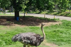 Medellín: Nápolesin Hacienda-safaripassi