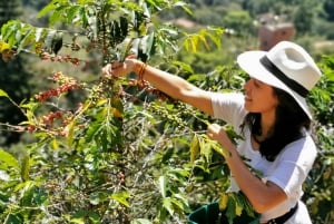 Medellín: Half-Day Coffee Plantation Tour