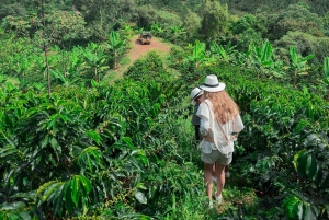 MEDELLÍN: PUOLEN PÄIVÄN KAHVIKIERROS PAIKALLISELLA PERHETILALLA