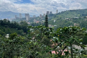 MEDELLÍN: PUOLEN PÄIVÄN KAHVIKIERROS PAIKALLISELLA PERHETILALLA