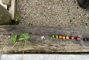 MEDELLÍN: PUOLEN PÄIVÄN KAHVIKIERROS PAIKALLISELLA PERHETILALLA