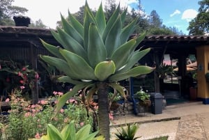 Medellín : demi-journée de visite privée des villes coloniales