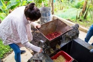Medellin: Reiten auf einer Kaffeefarm Tour mit Kaffee Spa