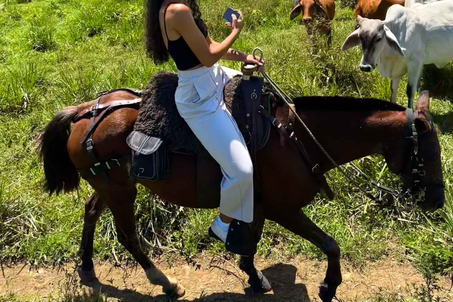 Medellín: jazda konna, glamping i pobyt w finca z widokiem 360°