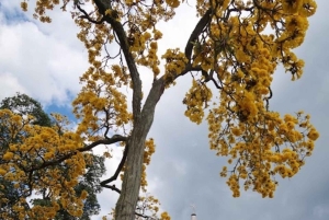 МЕДЕЛЬИН: ЭКСКУРСИЯ ПО САДУ + АНДЫ (ПАНОРАМНЫЙ ВИД) + ФЕРМА ПО ВЫРАЩИВАНИЮ ФОРЕЛИ