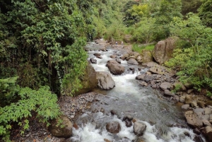 МЕДЕЛЬИН: ЭКСКУРСИЯ ПО САДУ + АНДЫ (ПАНОРАМНЫЙ ВИД) + ФЕРМА ПО ВЫРАЩИВАНИЮ ФОРЕЛИ