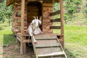 Medellin: La Casa Grande Coffee Hacienda – kaffeopplevelse