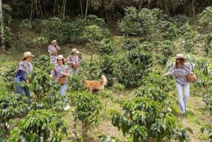 Medellin: La Casa Grande Coffee Hacienda – kaffeopplevelse