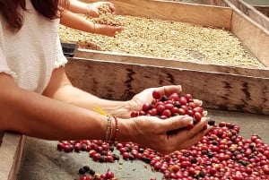 Medellin: La Casa Grande Coffee Hacienda – kaffeopplevelse
