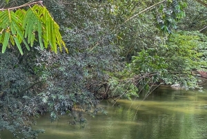 Medellín: Magisk tubing på Arenal-elven i San Rafael