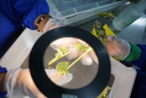 Medellín: tour dell'industria della cannabis medica con laboratorio e pranzo