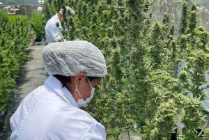 Medellín: tour dell'industria della cannabis medica con laboratorio e pranzo