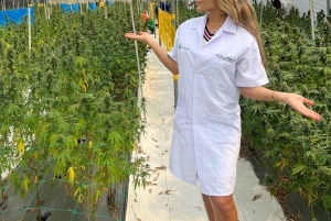 Medellín: tour dell'industria della cannabis medica con laboratorio e pranzo