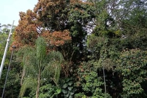 Medellín: Enemmän kuin Escobar -kävelykierros
