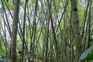 Medellín: Enemmän kuin Escobar -kävelykierros