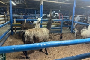 Medellín: En natt i El Cielo Viewpoint med aktiviteter