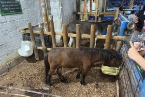 Medellín: En natt i El Cielo Viewpoint med aktiviteter