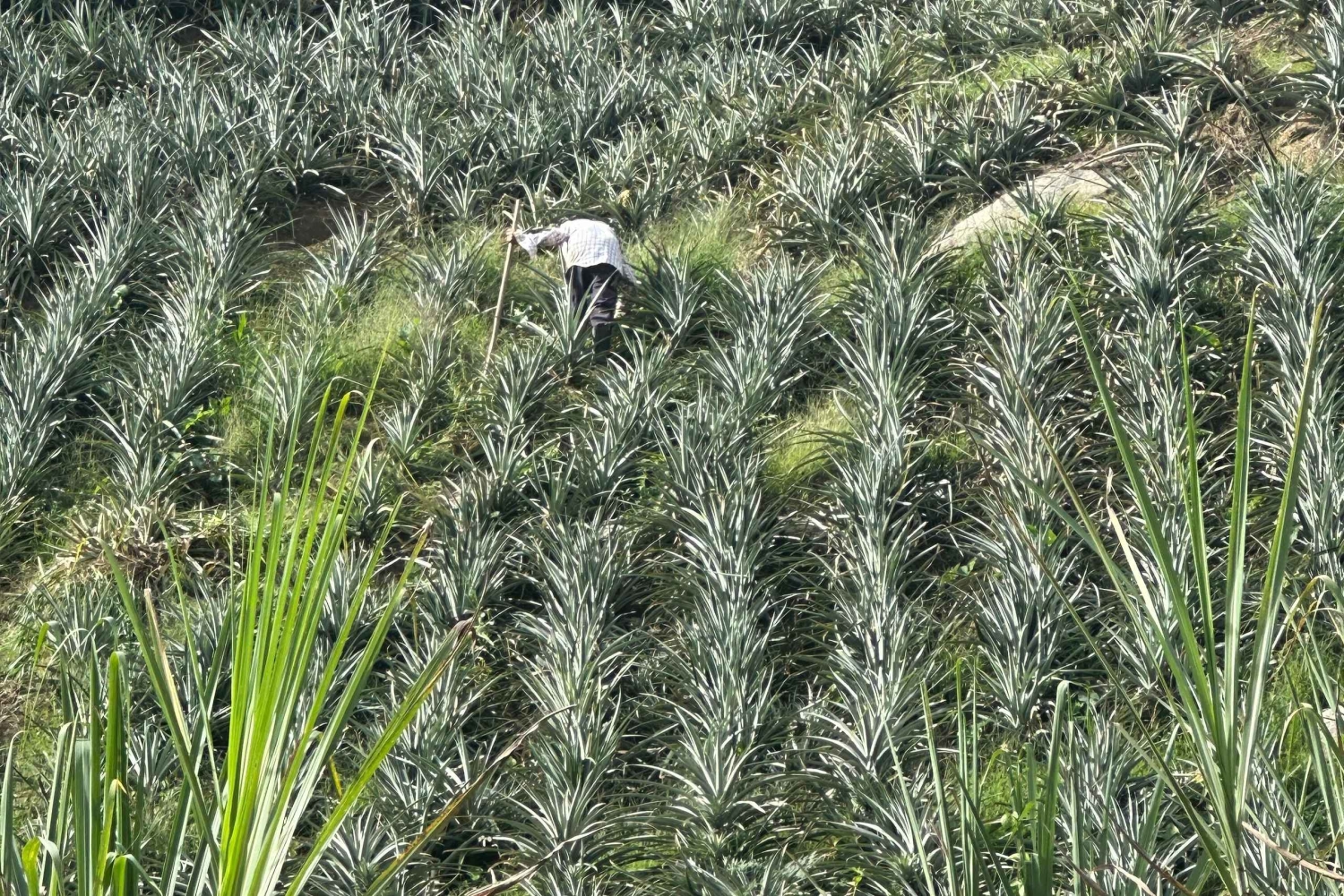 Medellín: Experiência na plantação de ananás com degustação