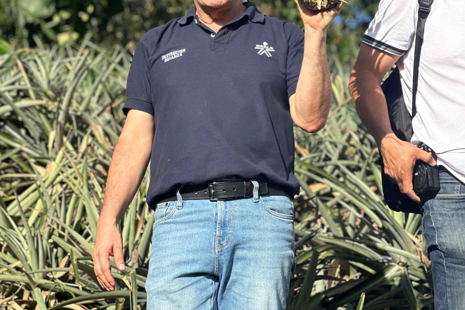 Medellín: Experiência na plantação de ananás com degustação