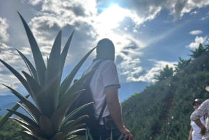 Medellín: Experiência na plantação de ananás com degustação