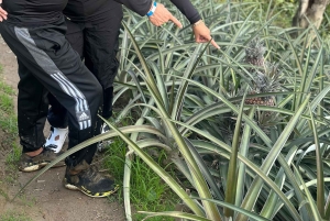 Medellín: Experiência na plantação de ananás com degustação