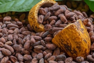 Medellín: Yksityinen Guatapé, El Peñol, kahvi- ja kaakaomaistiaiset
