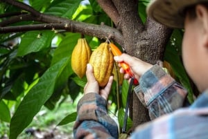 Medellín: Yksityinen Guatapé, El Peñol, kahvi- ja kaakaomaistiaiset